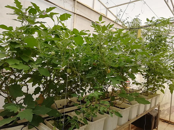 Dutch Bucket System