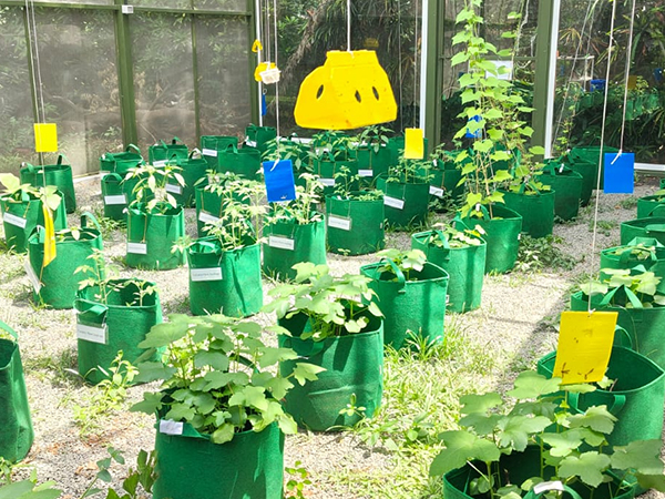 Grow Bag Based Vegetable Farm