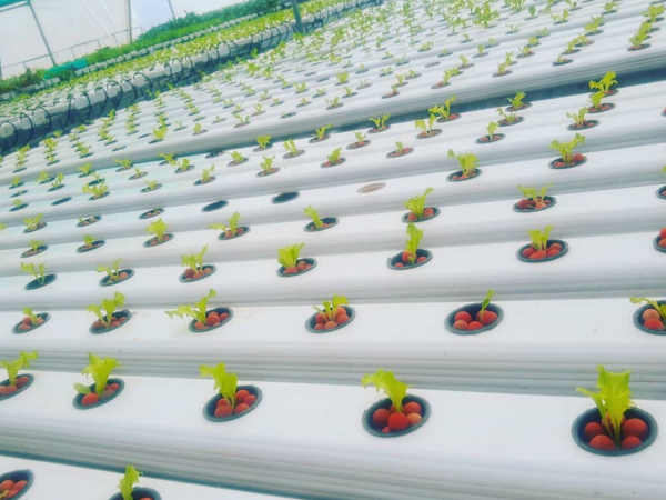 Hydroponics Commercial Farming