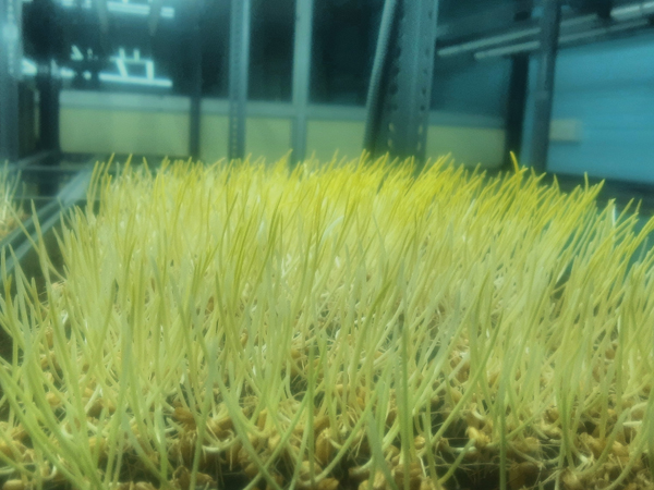 Microgreen Consulting