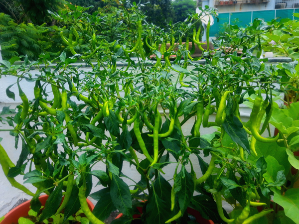 Terrace Vegetable Garden